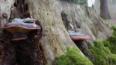 Beautiful Mushroom 🍄