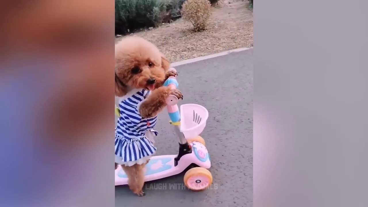 Funniest Animals 2023 - Funny Cats and Dogs - Funny Animal Videos #22