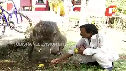 Animals served man