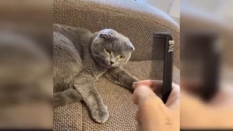 Baby Cats/Cute and Funny