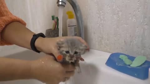 bathing the kitten today port 3