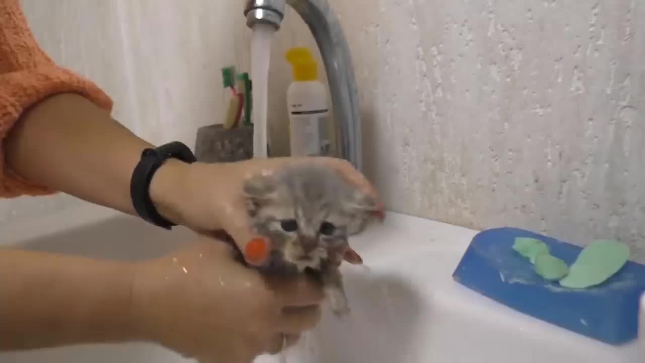 bathing the kitten today port 3