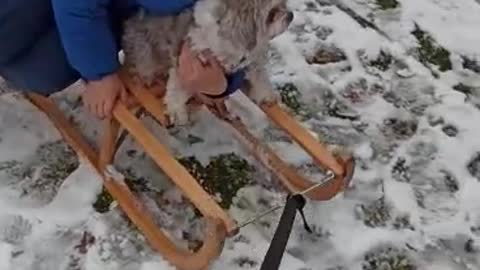 Schlitten fahren mit Puschinka