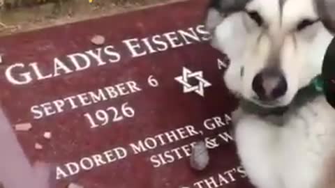 😭😱 Emotional Dog 😢 Crying on his owner Death ⚰️ #shorts