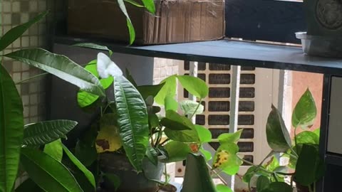 Sunny Happy Sparrows