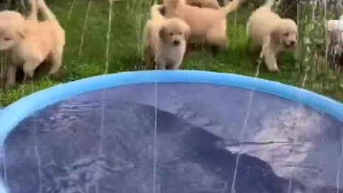 Puppies play with sprinkler pool!!