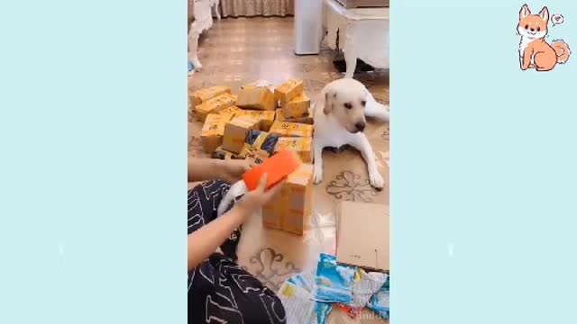 Sweet doggo 🐶 helped dadda in his little own way 🥺