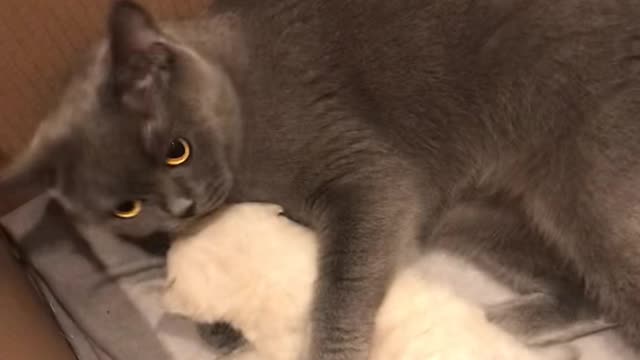 pet mother with her puppy - very cute cute funny