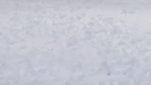 Pit bull Fetches Snowballs