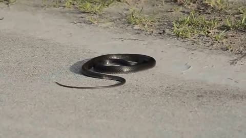snake dies with its own poison