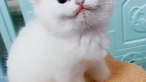 Kittens pets Cute Cute #Animals #Shorts❤