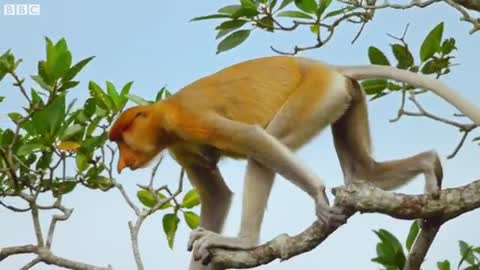Proboscis Monkeys Leap Into Crocodile-Infested River - BBC Earth_Cut.mp4