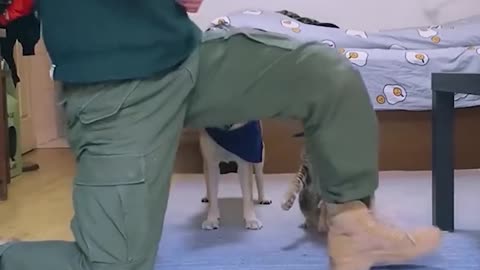 Dog🐶 and cats😺 can be trained , and this video shows it best👇