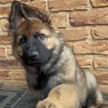 😍Cute and Funny Dog Compilation