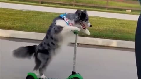 Funny Dog Short Video Compilation Funny Pet Short Videos