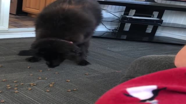 Odd Doggy Moves Her Food Away from Bowl Before Eating