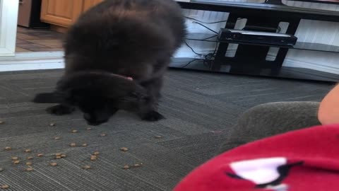 Odd Doggy Moves Her Food Away from Bowl Before Eating