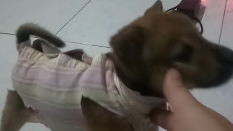 Poor dog but very happy