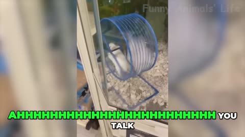 Hilarious animal Pranks and Unforgettable Reactions!