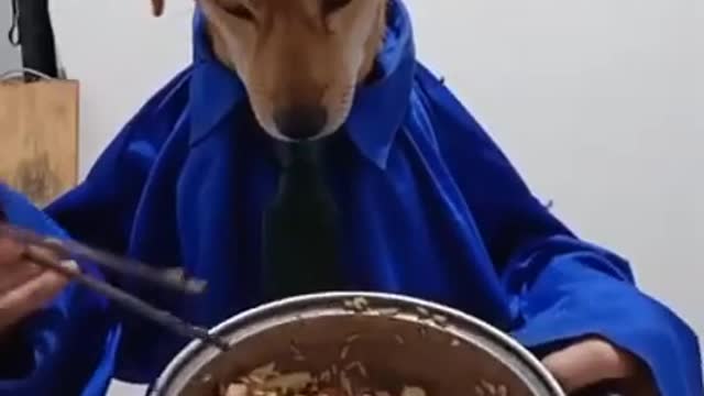 Dog Reviews Food With Husky _ Tucker Taste Test 😍 A Cute Puppy 🐶cook food👶#EPS1