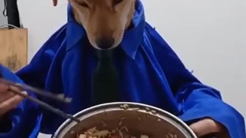 Dog Reviews Food With Husky _ Tucker Taste Test 😍 A Cute Puppy 🐶cook food👶#EPS1