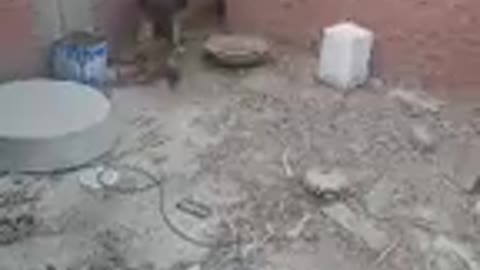 The dogs play with his girlfriend