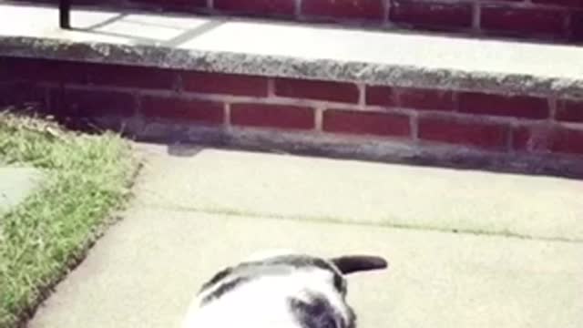 Chemical cat is liquid