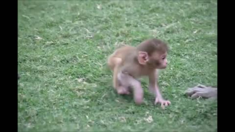 (Baby Edition) Monkey See Monkey Do! - Cutest Compilation