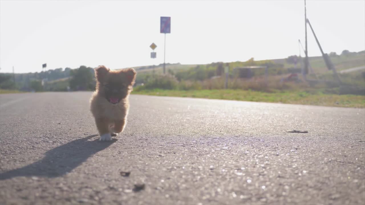 Watch This Adorable Little Puppy Running On The Street!