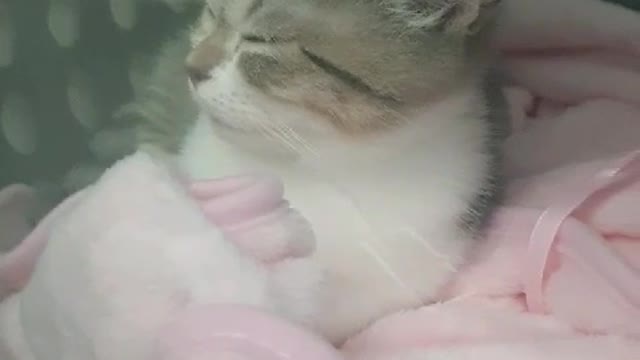 a cat sleeping on a train lucky punch