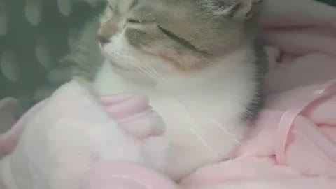 a cat sleeping on a train lucky punch