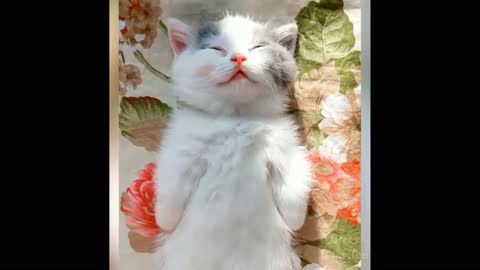 Funny and cute cat compilation