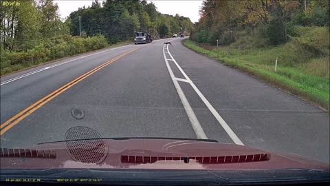Deer vs Car Carrier