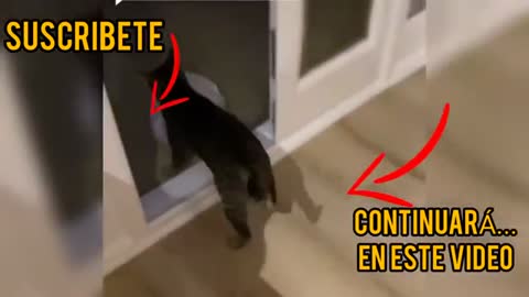 Videos graciosos parte 1