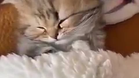 Cat_funny_video_#cat_video#cat_funny#cat_short#cat_video_Short(360p)