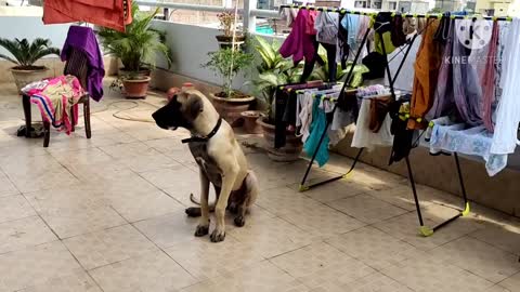 Best dog training video very good animal training i so sweet dog academy