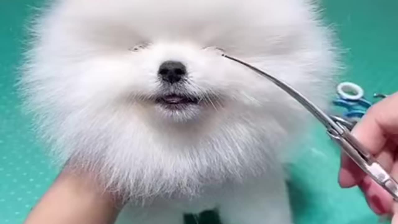 Cute dog hair cute #dogs #animals #cuteanimals