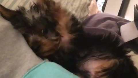 Black brown dog hides face with ear