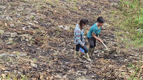 How to catch giant fish in streams during the rainy season - ha thi muon