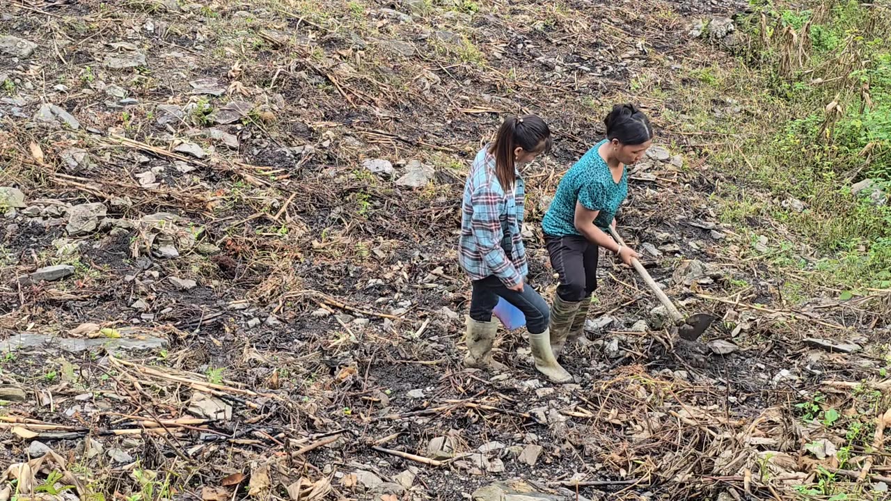 How to catch giant fish in streams during the rainy season - ha thi muon