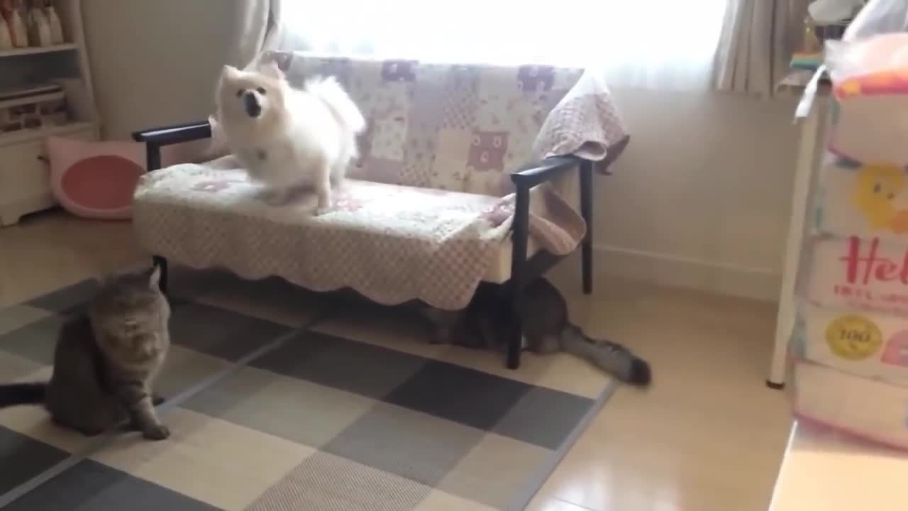 Funny Cat and Dog Videos Compilation