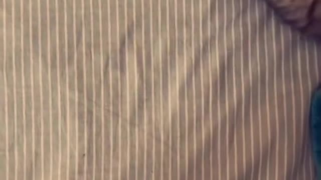 Cat playing with his master