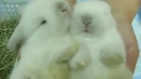 Rabbit helping his brother to wake up