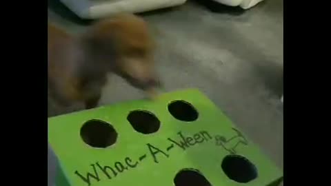 Dachshund playing Whac-A-Ween!
