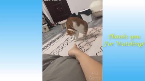 Cute and funny dogs funny videos/compilation 2021