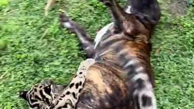 Top Funny Animals # 24