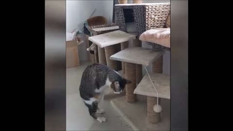 💗BEST 2020 FUNNIEST ANIMALS Funny Animal Videos Compilation Try Not To Laugh💗