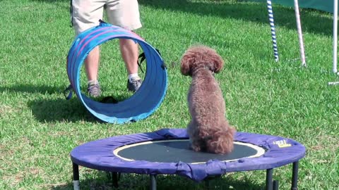 Can I train my dog myself? What is the best way to train a dog