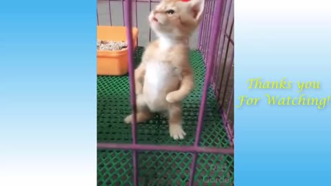 CUTE CAT &DOG TRAINING VIDEO