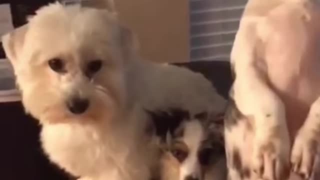 viral animals comp 1